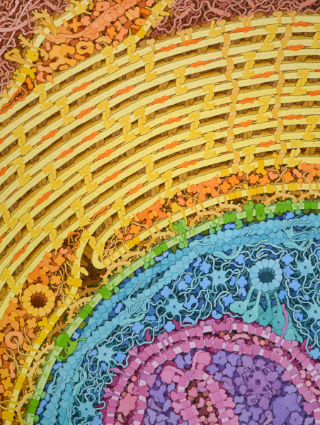 File:MyelinByGoodsell.png