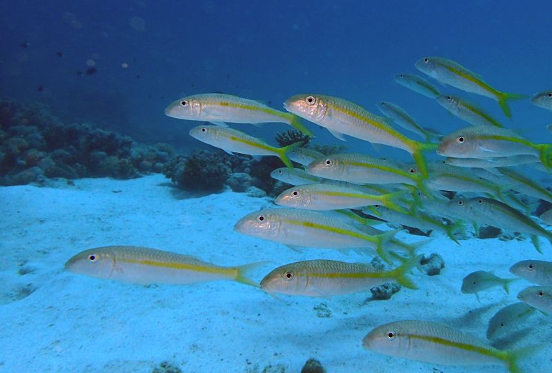 (Yellowstripe Goatfish)