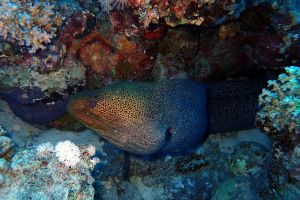 PC040789 Moray.JPG