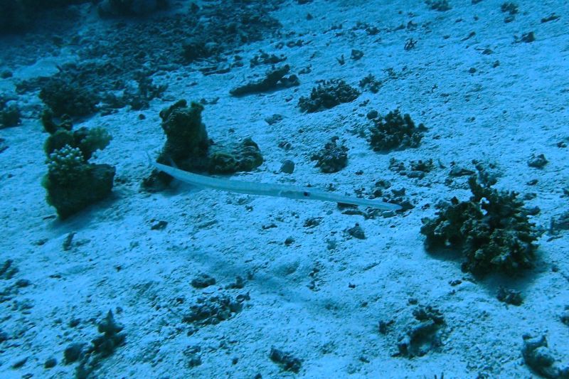PC041015 Trumpet Fish.JPG