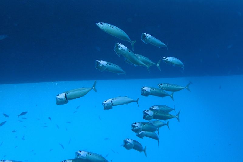 PC051186 Mackerel.JPG